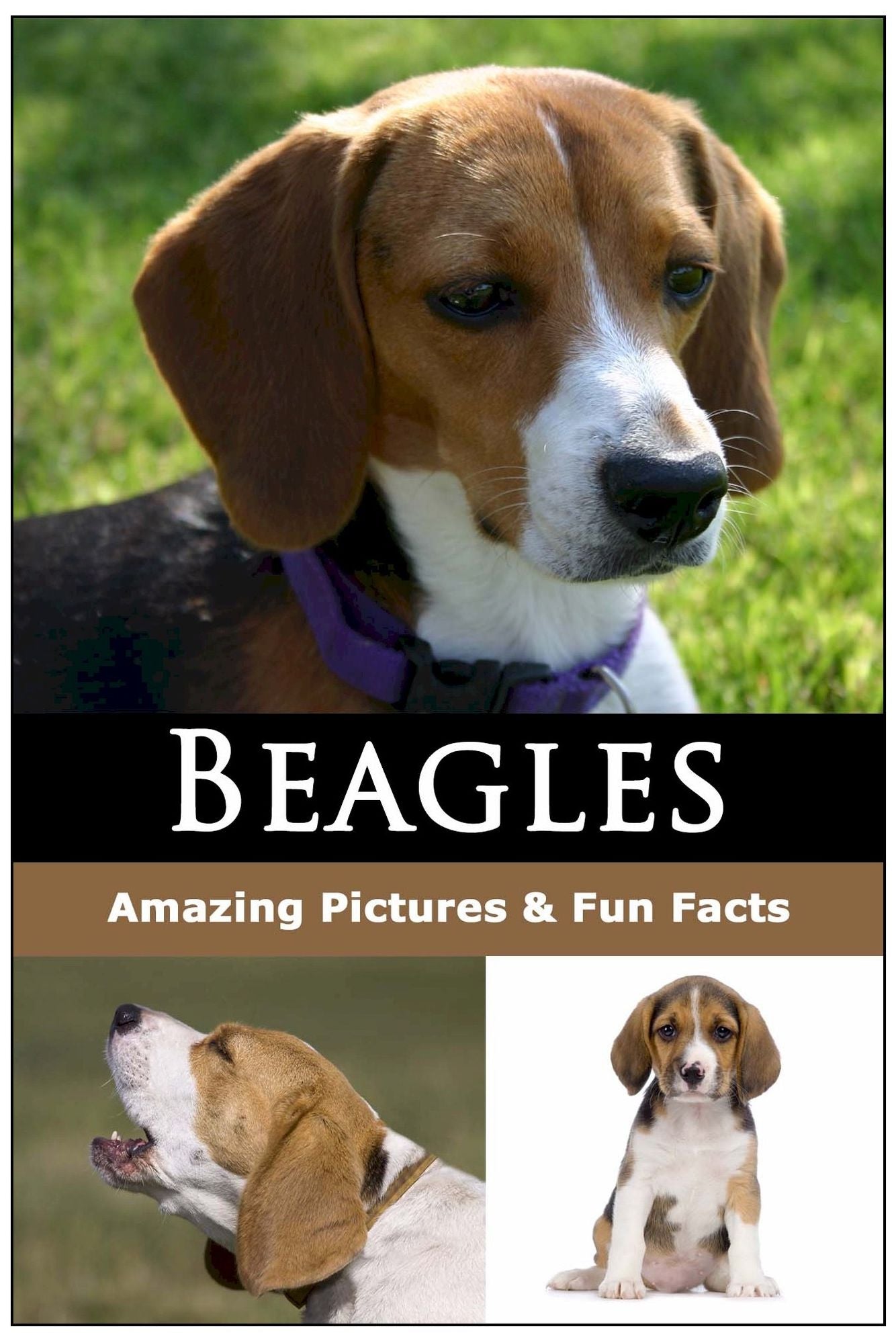 Beagle Guidebook (What You Need to Know to Take the Best Care Your Beagle)