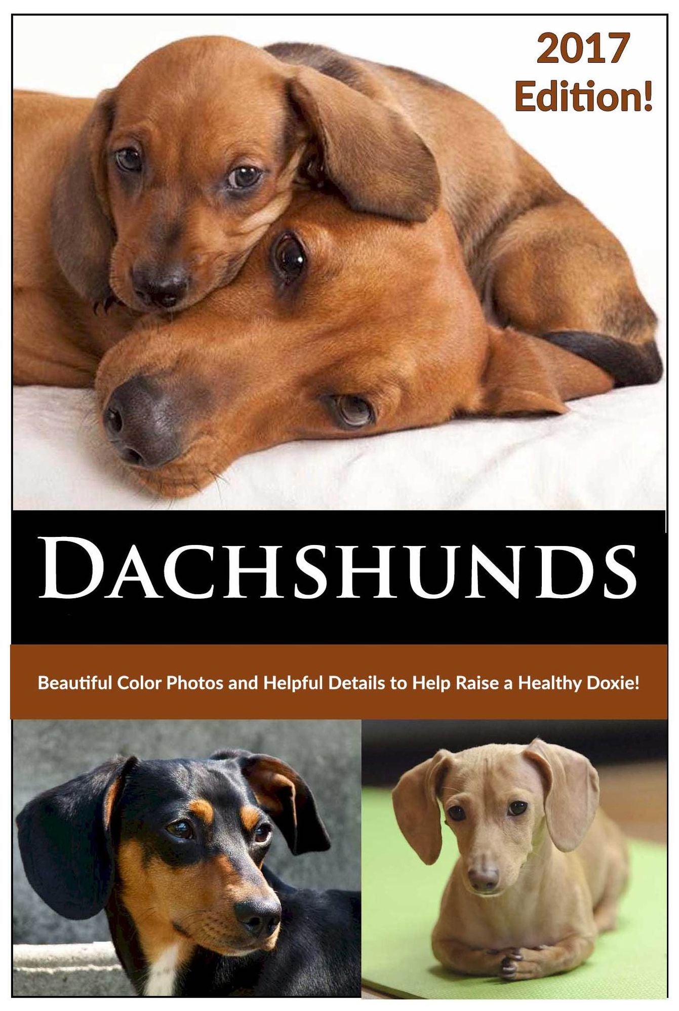 Dachshunds (How to Train, Groom, Feed and Care for your Doxie)