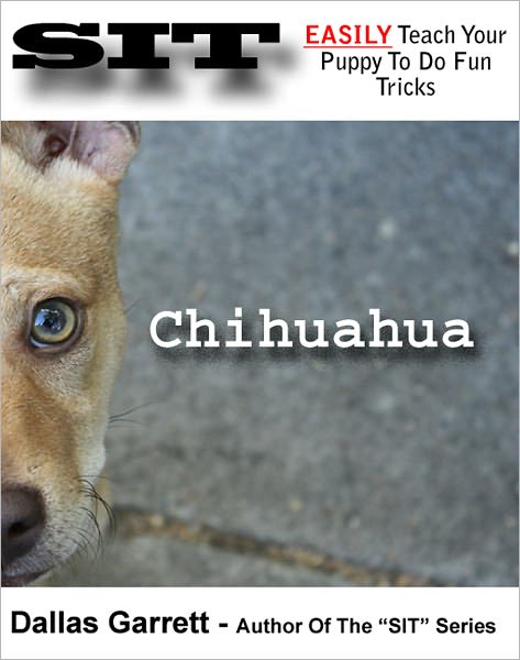 How To Train Your Chihuahua To Do Fun Tricks