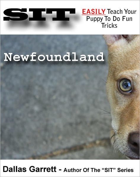 How To Train Your Newfoundland To Do Fun Tricks
