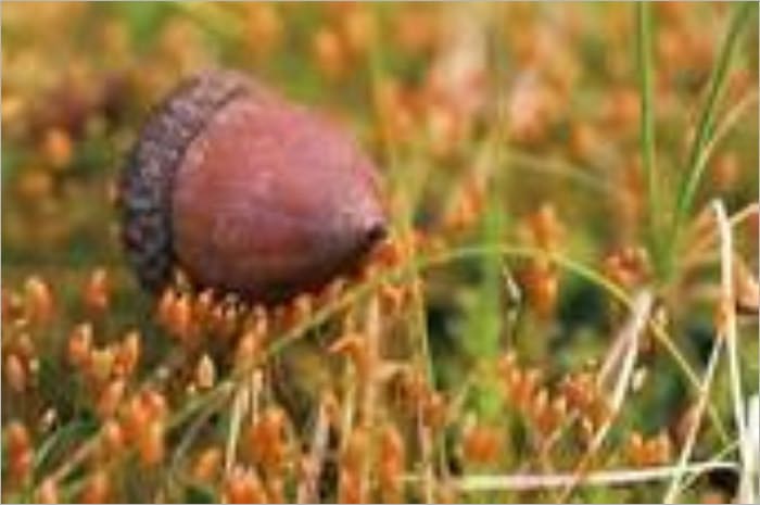 The Red Acorn