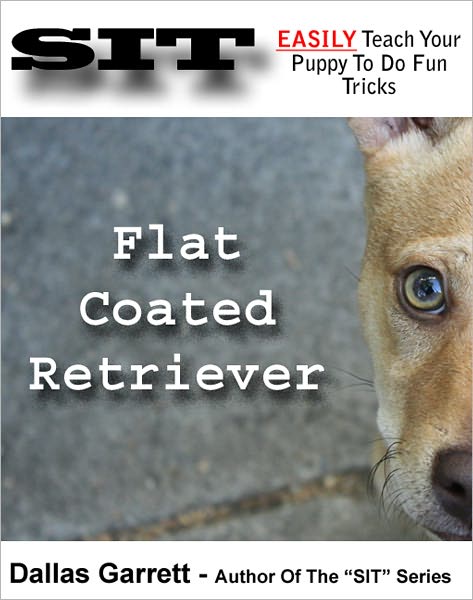 How To Train Your Flat Coated Retriever To Do Fun Tricks