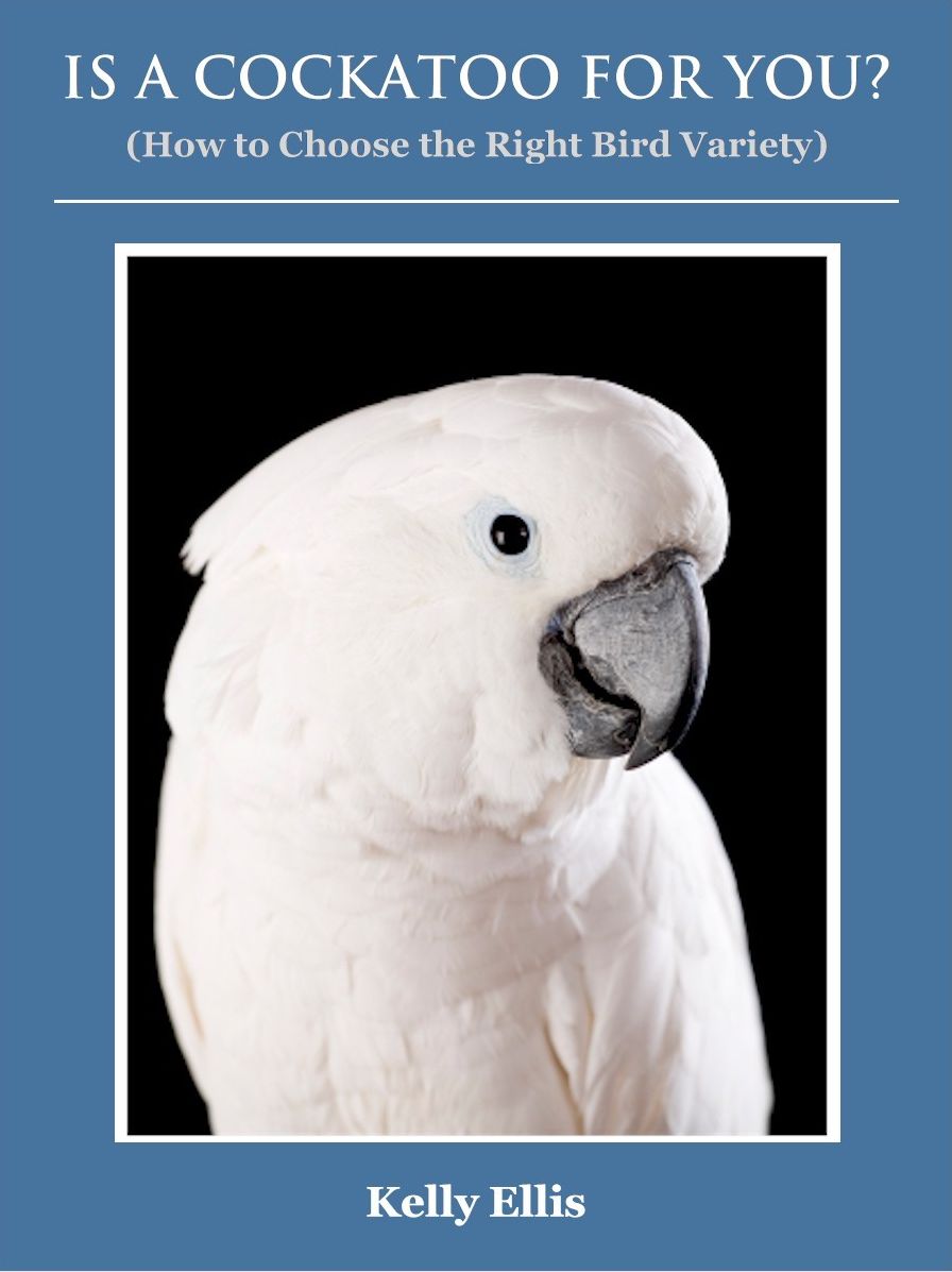 Is a Cockatoo for You? (How to Choose the Right Bird Variety)
