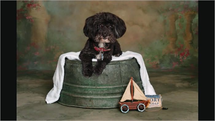 Pet Photographer Service Start Up Sample Business Plan!