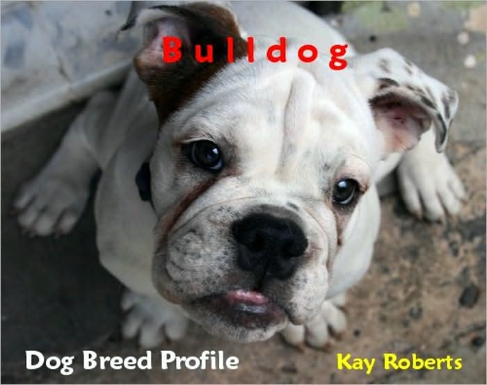 Bulldog Dog Breed Profile