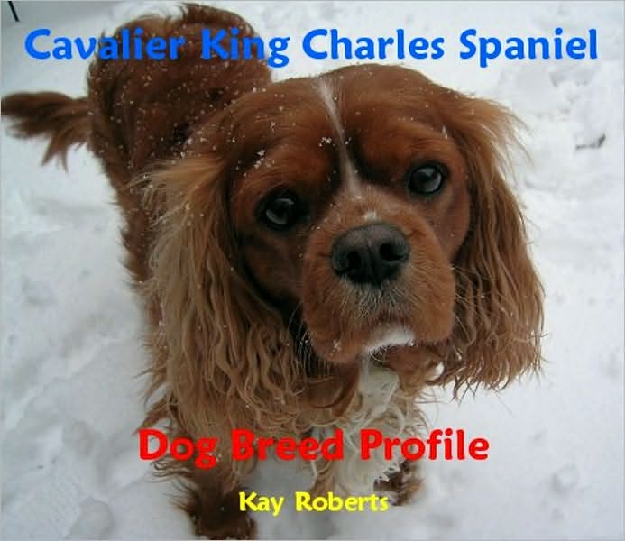 Cavalier King Charles Spaniel Dog Breed Profile