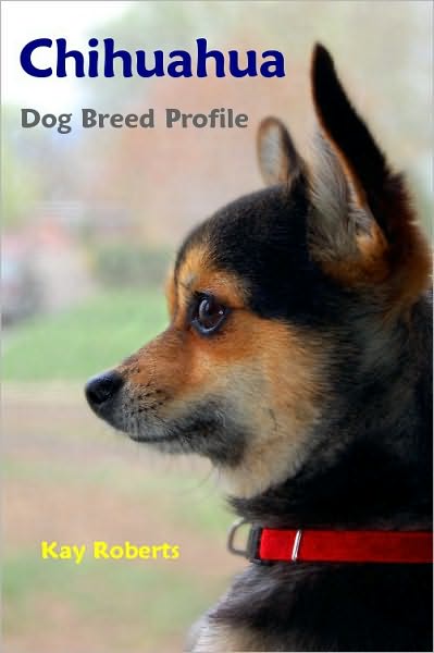 Chihuahua Dog Breed Profile