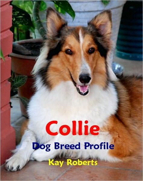 Collie Dog Breed Profile