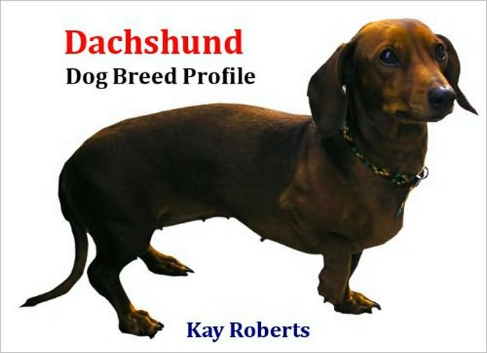 Dachshund Dog Breed Profile
