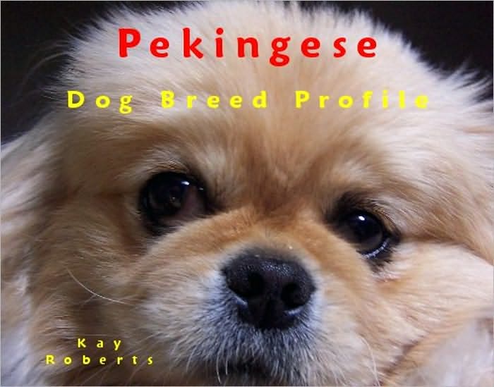 Pekingese Dog Breed Profile