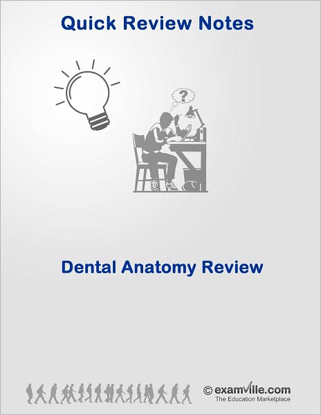Dental Anatomy Quick Review