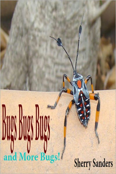 Bugs Bugs Bugs and More Bugs!