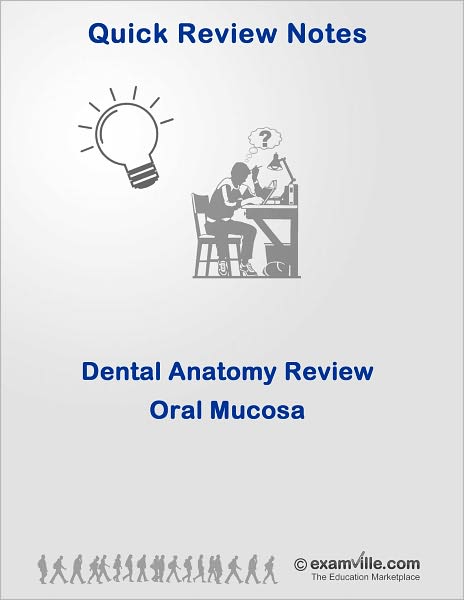 Dental Anatomy Review: Oral Mucosa