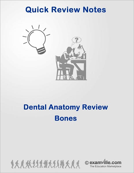 Dental Anatomy Review: Bones