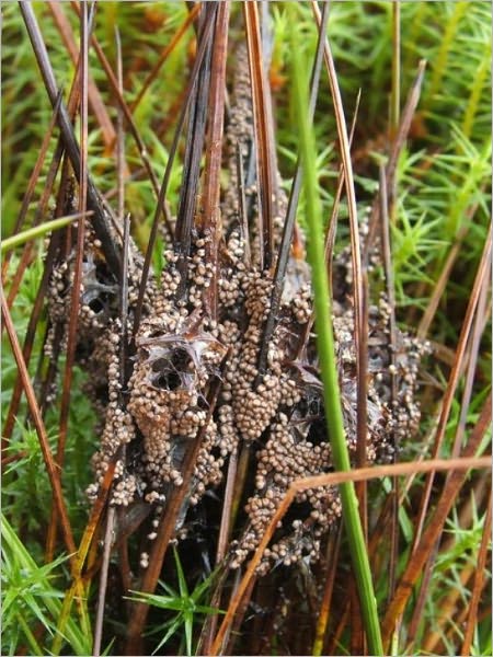 The Myxomycetes of the Miami Valley, Ohio [Illustrated]