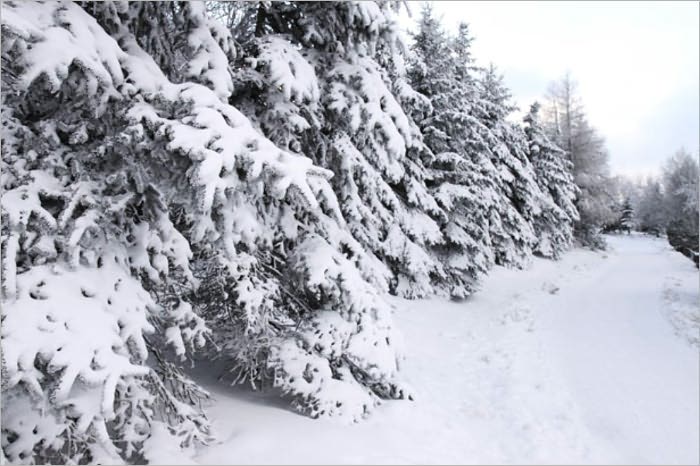 Ethan Frome