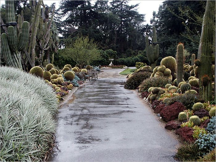 The North American Species of Cactus, Anhalonium, and Lophophora [Illustrated]