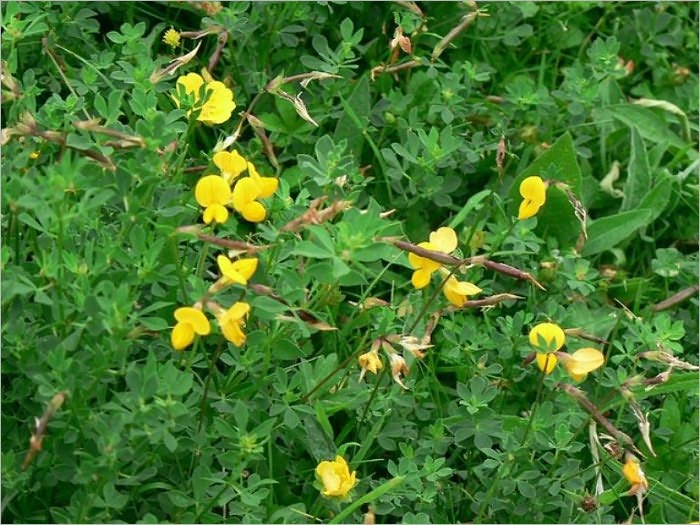 Wild Flowers, An Aid to Knowledge of Our Wild Flowers and Their Insect Visitors [Illustrated]