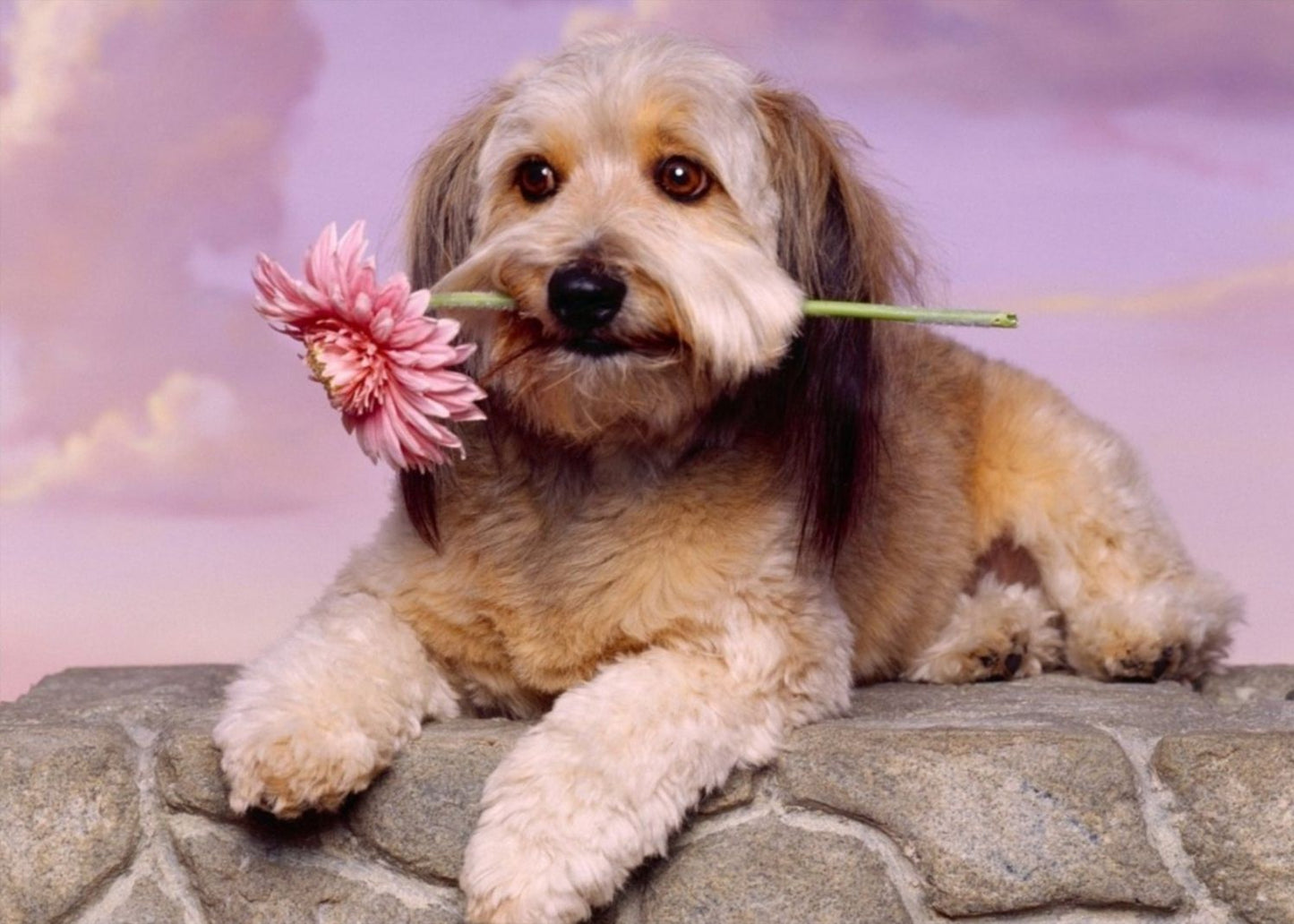 Dog Breeding: The Basics You Need To Know!