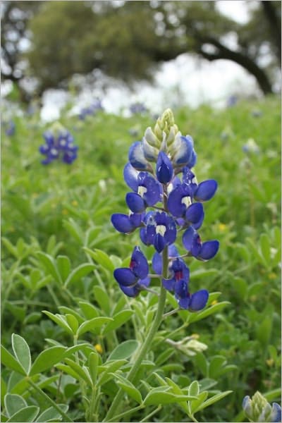 The Land of the Blue Flower [Illustrated]