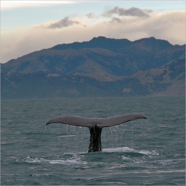 Moby Dick [Illustrated]