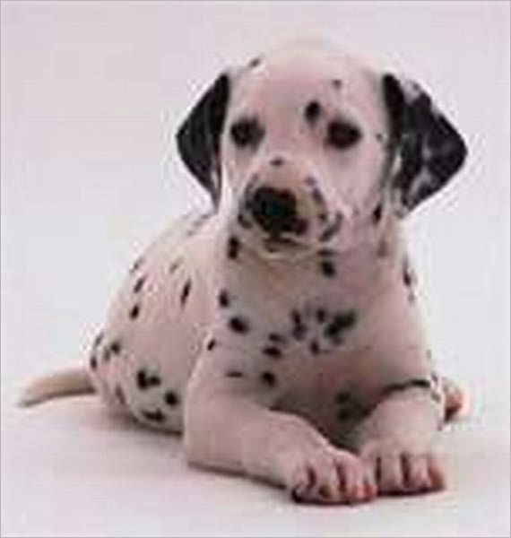 The Polka-Dotted Puppy