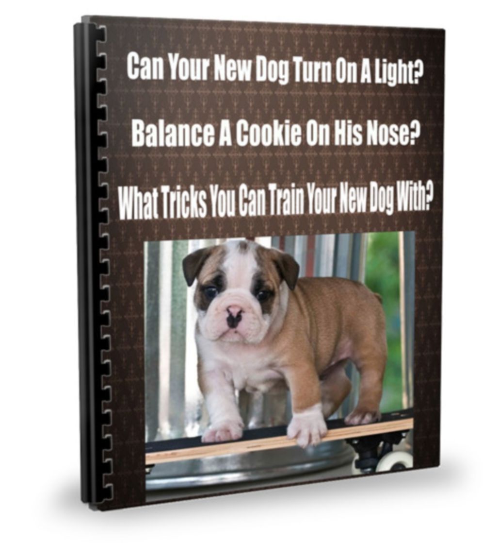 Can Your New Dog Turn On A Light? Balance A Cookie On His Nose? What Tricks You Can Train Your New Dog With?