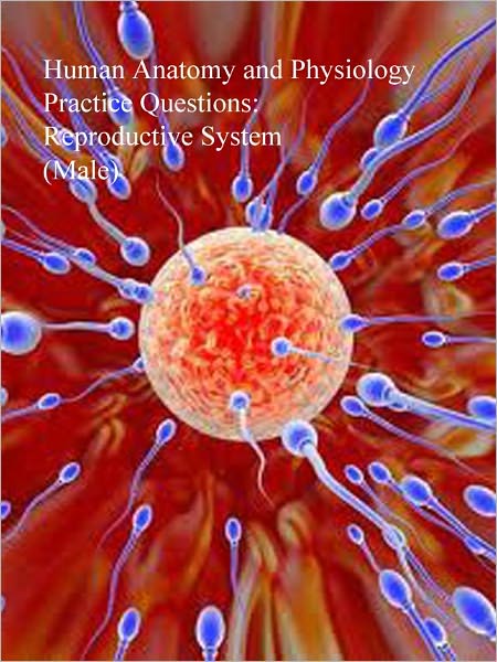 Human Anatomy and Physiology Practice Questions: Reproductive System (Male)