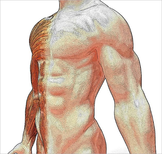 How to Get Strong and How to Stay So [Illustrated]
