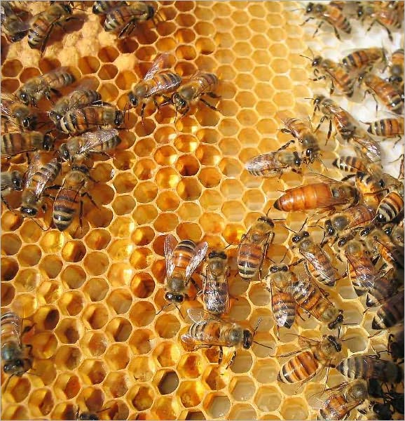Mysteries of Bee-keeping Explained [Illustrated]