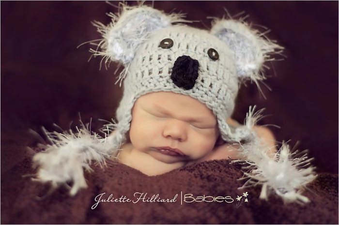 Baby koala bear-