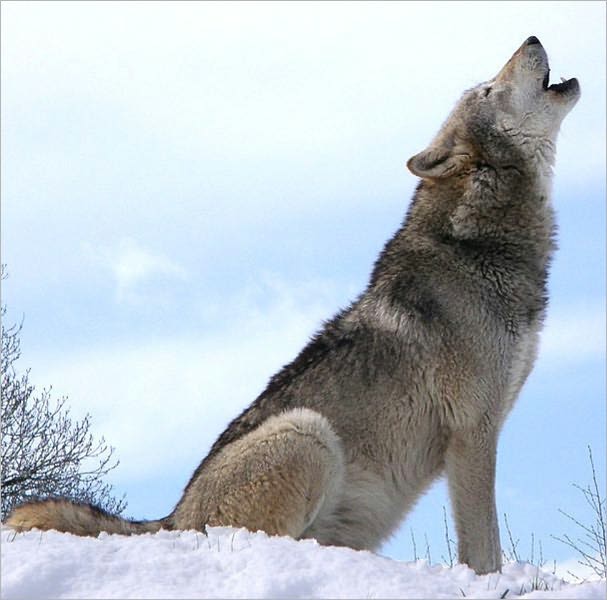 The Wolf's Long Howl