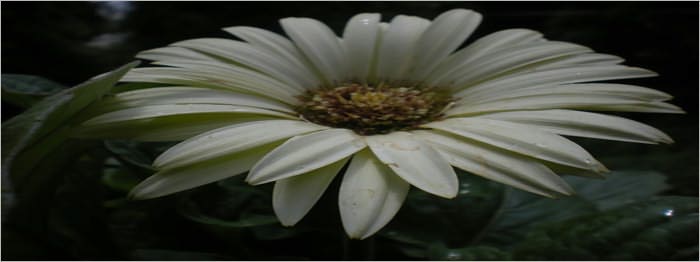 unwilted