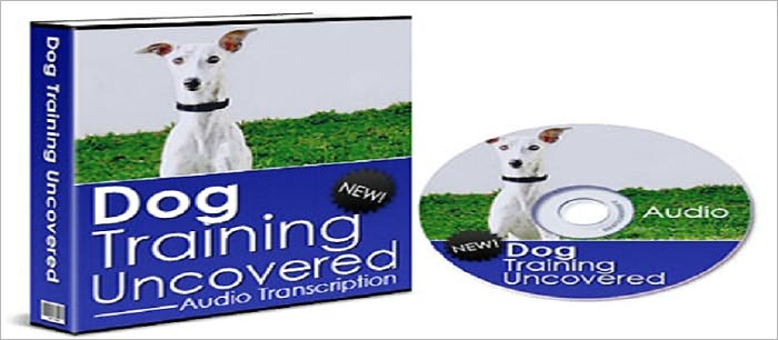 Begin Dog Training