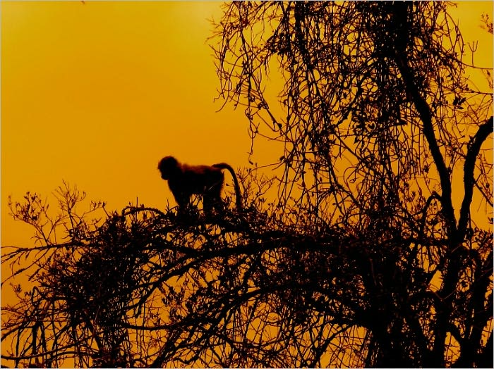 Quadrupeds, What They Are and Where Found [Illustrated]