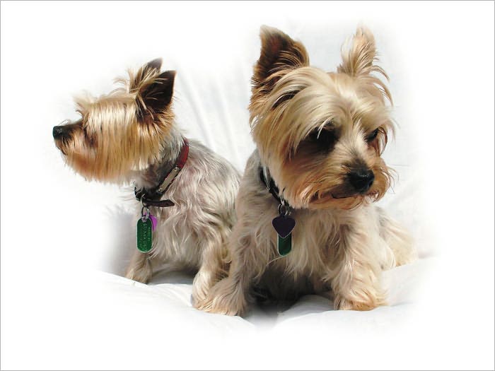 Dog Breeding - The Basics You Need to Know