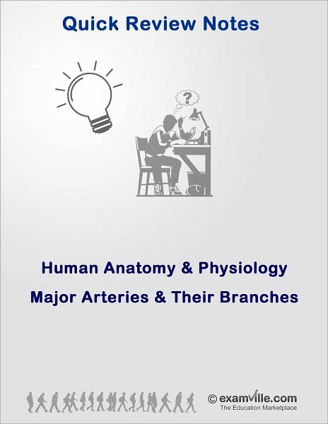 Human Anatomy & Physiology: Major Arteries and Their Branches