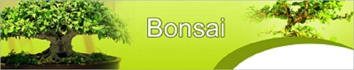 Taking Proper Care Of A Bonsai Tree