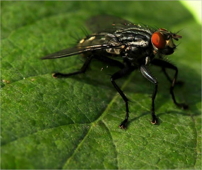 The House Fly and How to Suppress It [Illustrated]