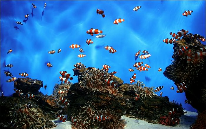 Everything You Need To Know About Saltwater Aquariums And The Care of The Beautiful Fish!