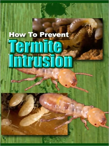 How To Prevent TermiteIntrusion