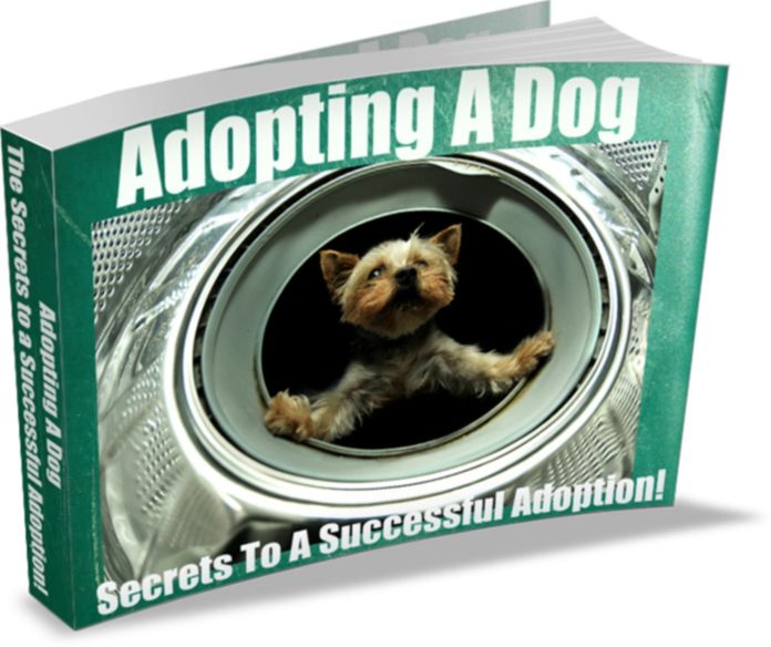 Adopting A Dog The Secrets To A Successful Adoption!