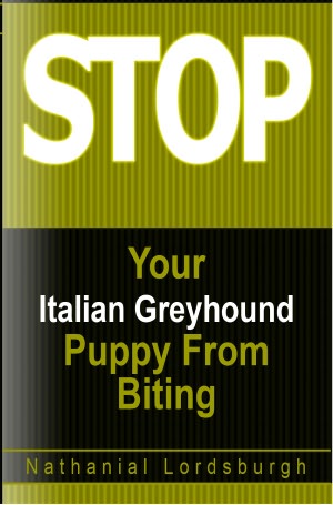 Keep Your Italian Greyhound From Biting