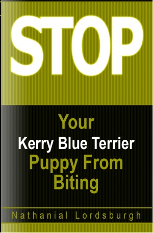Keep Your Kerry Blue Terrier From Biting