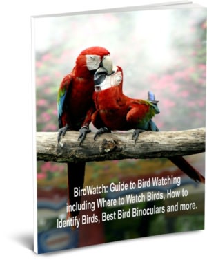 BirdWatch: Guide to Bird Watching including Where to Watch Birds, How to Identify Birds, Best Bird Binoculars and more.