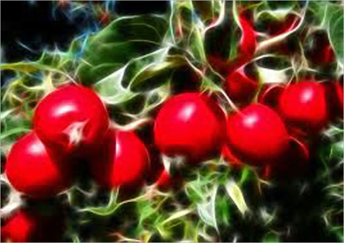 The Best Fruits