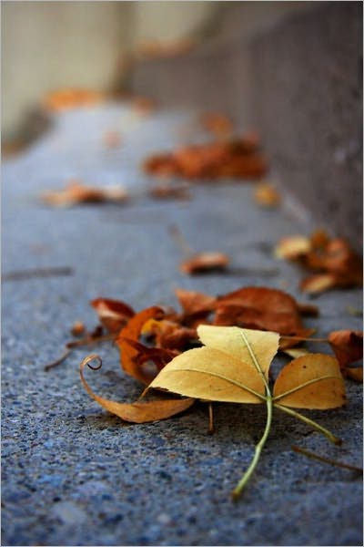 The Fallen Leaves [Illustrated]