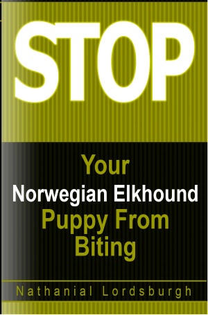 Keep Your norwegian-elkhound From Biting
