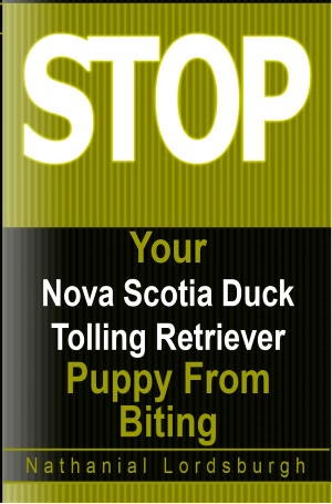 Keep Your Nova Scotia Duck Tolling Retriever From Biting