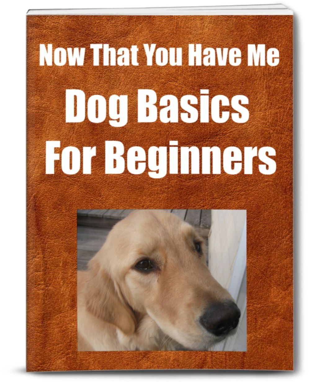 Now That You Have Me-Dog Basics for Beginners
